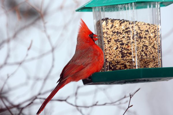 Cost of Bird Feeder Hanging in Arlington Heights
